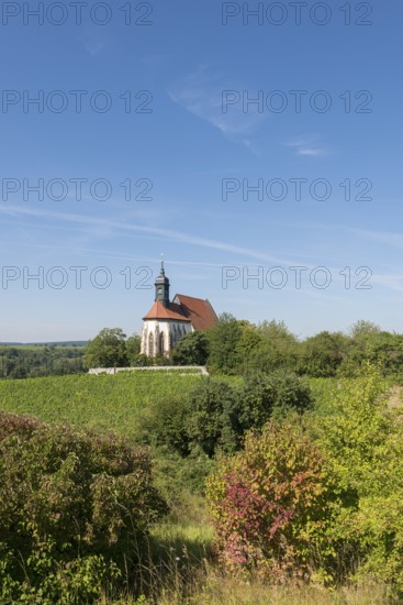 The pilgrimage church Maria im Weingarten, enthroned on a hill, is surrounded by green vineyards and trees, under a bright blue sky, near Volkach am Main, Lower Franconia, Mainfranken, Bavaria, Germany