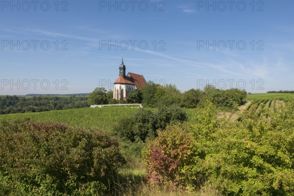 Panoramic view over the pilgrimage church Maria im Weingarten, surrounded by green vineyards and colourful vegetation under a bright blue sky, near Volkach am Main, Lower Franconia, Mainfranken, Bavaria, Germany