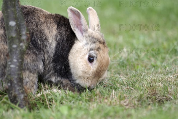 Domestic rabbit (Oryctolagus cuniculus forma domestica), tame, eat, plant, hunger, portrait, Germany