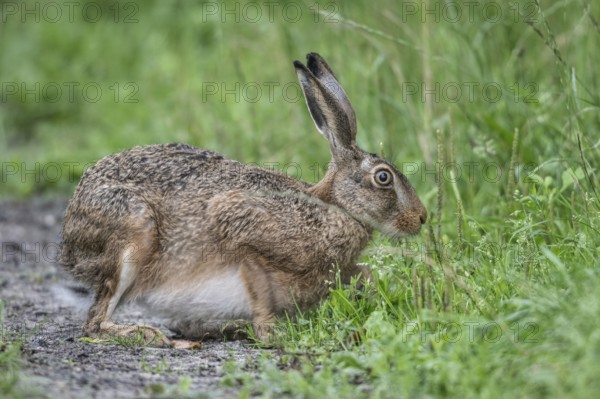 European hare (Lepus europaeus), Emsland, Lower Saxony, Germany