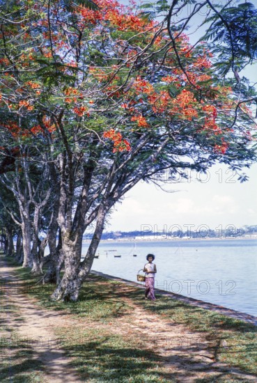 Red flowers of Royal Poinciana tree, Delonix regia, on the waterfront at Johor Bahru, Malaysia, Southeast Asia c 1963 Singapore in the background