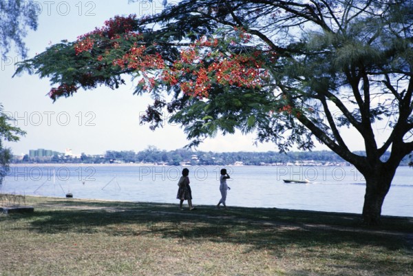 Red flowers of Royal Poinciana tree, Delonix regia, on the waterfront at Johor Bahru, Malaysia, Southeast Asia c 1963 Singapore in the background with green storage tanks of Shell Woodlands North Lube Oil Blending Plant