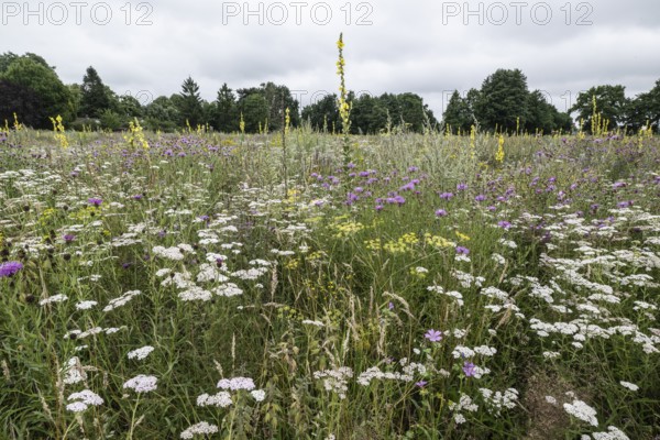 Flower meadow with large-flowered mullein (Verbascum densiflorum), Lower Saxony, Germany