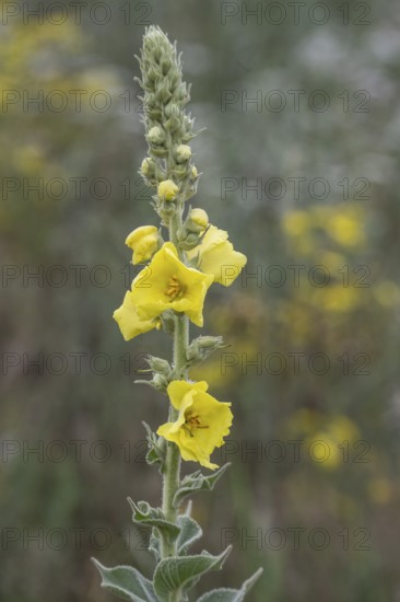 Flower meadow with large-flowered mullein (Verbascum densiflorum), Lower Saxony, Germany