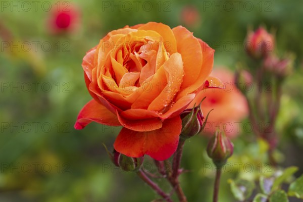 Red flower of the shrub rose with water droplets, buds next to it, North Rhine-Westphalia, Germany
