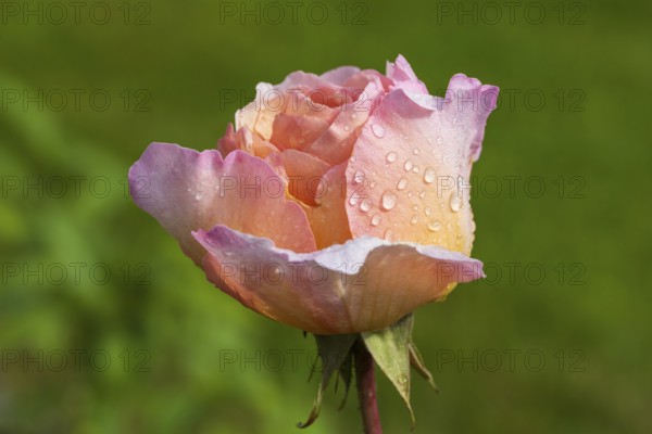Pink blossom of the shrub rose with water droplets, green background, North Rhine-Westphalia, Germany