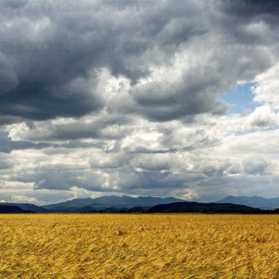 Golden wheat fields under a dramatic sky with clouds and mountains in the background near a rural area. Auvergne. France