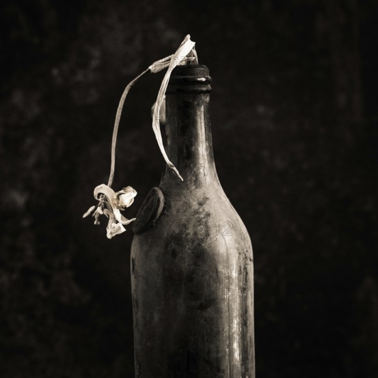 A faded tulip is elegantly positioned in an old bottle, showcasing its delicate petals. The contrast with the dark background highlights the beauty of decay and simplicity