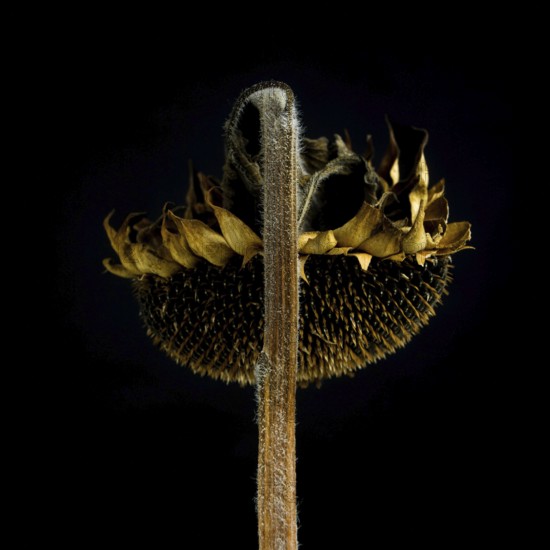 A dead sunflower stands prominently against a black background, highlighting its dried petals and seed-filled center. This image captures the quiet decay and beauty of nature's cycles