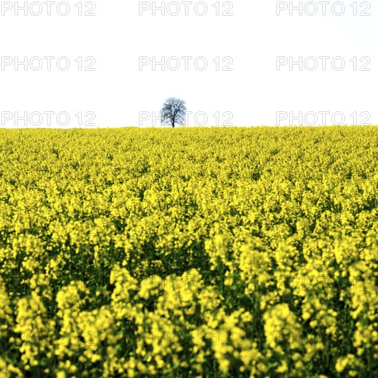A solitary tree rises above a bright, yellow colza field in Limagne plain, Puy de Dome. This scene captures the beauty of rural France under a clear sky, showcasing springtime splendor
