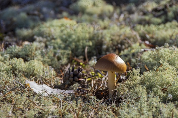 Mossy forest floor with small mushroom in a forest near Henan, Orust Island, Bohuslän, Västra Götalands län, Sweden