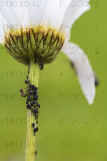 Aphids and an ant on the stem of a flower, close-up, North Rhine-Westphalia, Germany