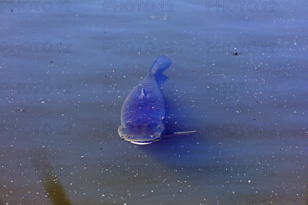 Catfish, fish pond, Fischers Land Boek, Mecklenburg Lake District, Mecklenburg-Western Pomerania, Germany