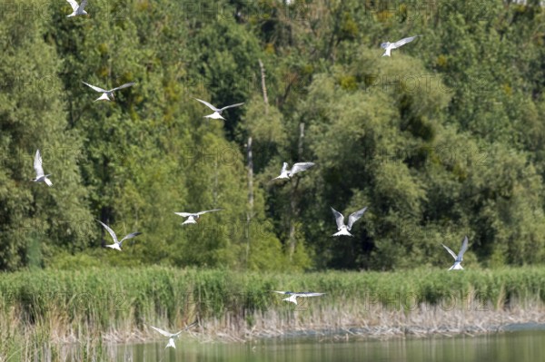 Terns flying over a fish pond, Fischers Land Boek, Mecklenburg Lake District, Mecklenburg-Western Pomerania, Germany