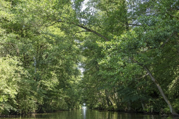 Canal between Leppinsee and Woterfitzsee, trees, Müritz National Park, Mecklenburg Lake District, Mecklenburg-Western Pomerania, Germany