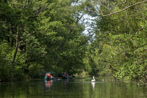Canal Alte Fahrt between Woterfitzsee and Caarpsee, canoes, swan, trees, Müritz National Park, Mecklenburg Lake District, Mecklenburg-Western Pomerania, Germany
