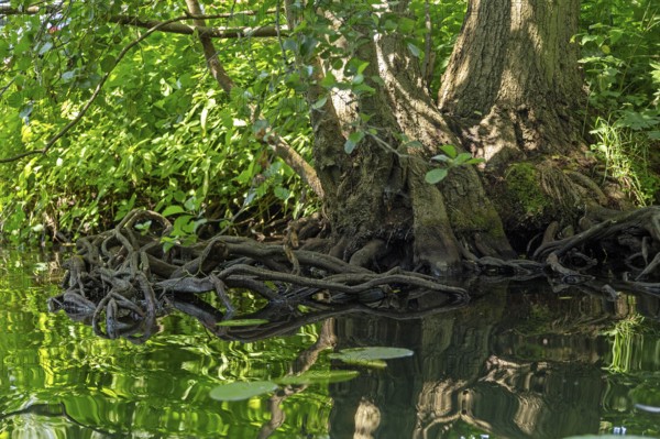Rootstock of a tree, Alte Fahrt canal between Bolter Schleuse lock and Caarpsee lake, Müritz National Park, Mecklenburg Lake District, Mecklenburg-Western Pomerania, Germany