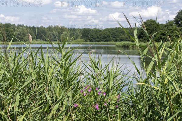Fish pond, Fischers Land Boek, Mecklenburg Lake District, Mecklenburg-Western Pomerania, Germany
