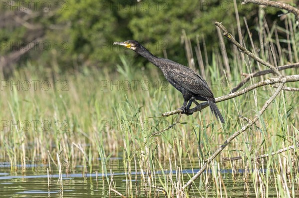 Cormorant (Phalacrocorax carbo) sitting on a branch, Leppinsee, Mecklenburg Lake District, Mecklenburg-Western Pomerania, Germany
