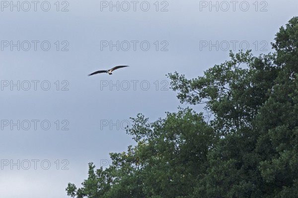 Osprey (Pandion haliaetus) in flight over Lake Leppin, trees, Rechlin, Mecklenburg Lake District, Mecklenburg-Western Pomerania, Germany