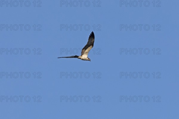 Osprey (Pandion haliaetus) in flight over Lake Leppin, Rechlin, Mecklenburg Lake District, Mecklenburg-Western Pomerania, Germany