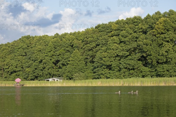 Parasol, holiday home, young great crested grebe (Podiceps Scalloped ribbonfish), Leppinsee, Rechlin, Mecklenburg Lake District, Mecklenburg-Vorpommern, Germany