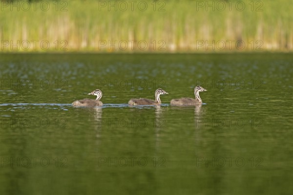 Young great crested grebe (Podiceps ribbonfish), Leppinsee, Rechlin, Mecklenburg Lake District, Mecklenburg-Western Pomerania, Germany
