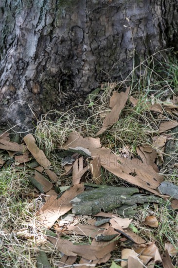 Plane trees, Platanus × acerifolia, often shed their bark in summer, the bark cannot grow with the tree if it grows well, the shed bark is replaced by new tissue, Duisburg, North Rhine-Westphalia, Germany