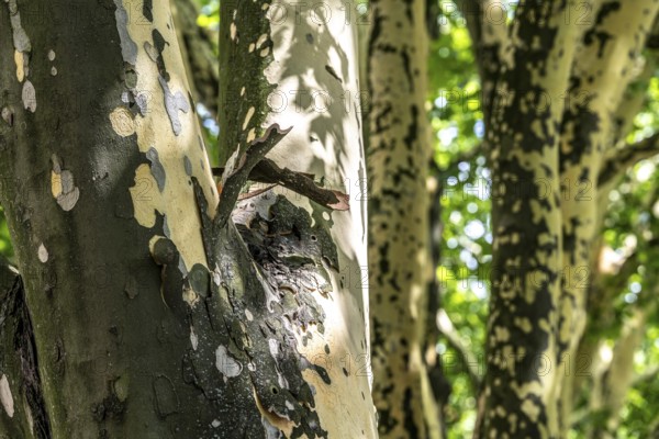 Plane trees, Platanus × acerifolia, often shed their bark in summer, the bark cannot grow with the tree if it grows well, the shed bark is replaced by new tissue, Duisburg, North Rhine-Westphalia, Germany