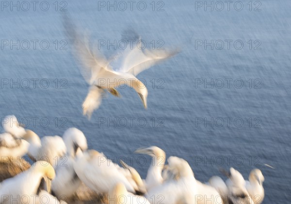 Northern gannet (Morus bassanus) (synonym: Sula bassana) with outstretched wings, with head and feet stretched out in landing approach to the breeding colony, many animals sitting on red rock, adult and juvenile, chicks in white fluff, sea in the background, flapping their wings, dynamic scene, artistic long exposure, soft, blurred motion blur, pull-along, abstract, northern gannet colony Lummenfelsen, Helgoland Island, North Sea, Schleswig-Holstein, Germany