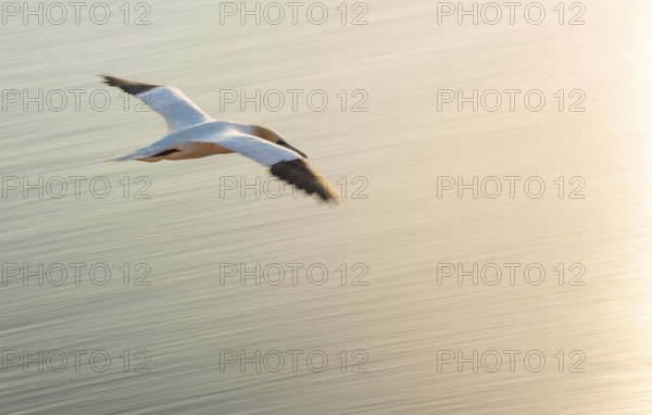 Northern gannet (Morus bassanus) (synonym: Sula bassana) flies elegantly at dusk over the calm, warmly lit waters of the North Sea, outspread wings in fast flight, sea, long exposure, soft motion blur, pull-along, abstract, Lummenfelsen, Helgoland Island, North Sea, Schleswig-Holstein, Germany