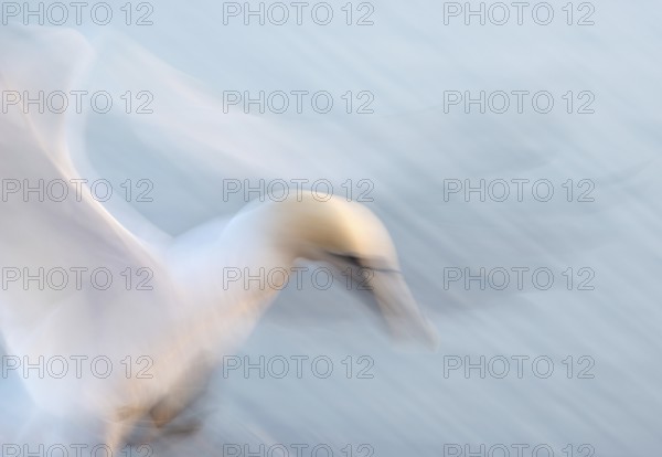Northern gannet (Morus bassanus) (synonym: Sula bassana) with outstretched wings, with head and feet stretched out in landing approach, sea in the background, flapping its wings, artistic long exposure, soft, blurred motion blur, pull-along, abstract, Lummenfelsen, Helgoland Island, North Sea, Schleswig-Holstein, Germany