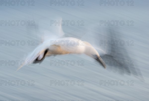 Gannet (Morus bassanus) (synonym: Sula bassana), spread, softly blurred wings, with head stretched out in fast flight, sea in the background, flapping its wings, artistic long exposure, soft, blurred motion blur, pull-along, abstract, Lummenfelsen, Helgoland Island, North Sea, Schleswig-Holstein, Germany