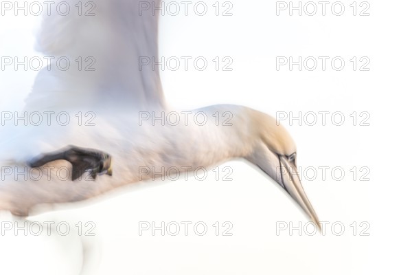 Northern gannet (Morus bassanus) (synonym: Sula bassana) with outstretched wings in landing approach, flapping wings, soft background, sublime perspective, artistic long exposure, motion blur, pull-along, abstract, Lummenfelsen, Helgoland Island, North Sea, Schleswig-Holstein, Germany