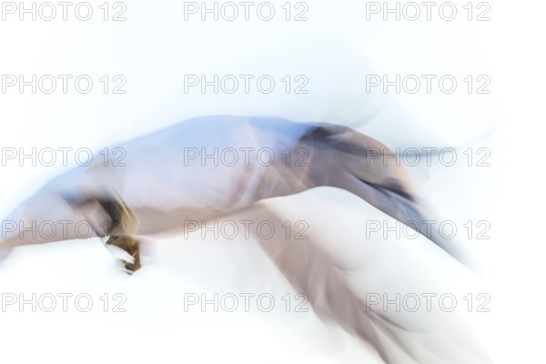 Northern gannet (Morus bassanus) (synonym: Sula bassana) with spread wings, close-up landing approach, flapping wings, artistic long exposure, soft, blurred motion blur, pull-along, abstract, Lummenfelsen, Helgoland Island, North Sea, Schleswig-Holstein, Germany