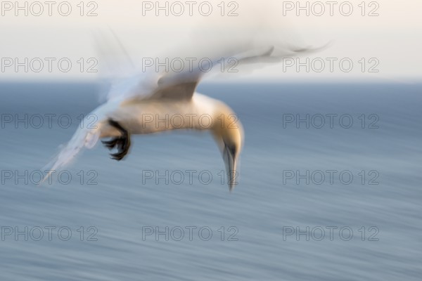 Northern gannet (Morus bassanus) (synonym: Sula bassana) with outstretched wings, with head stretched out in landing approach, sea in the background, flapping its wings, artistic long exposure, soft, blurred motion blur, pull-along, abstract, soft light shortly in front of sunset, Lummenfelsen, Helgoland Island, North Sea, Schleswig-Holstein, Germany