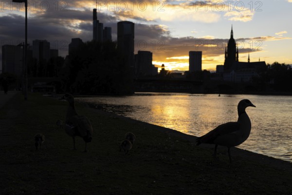 A goose sits on the banks of the Main in the evening while the sun sets between clouds behind the Frankfurt bank skyline in the background, Frankfurt am Main, Hesse, Germany