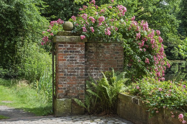 Brick wall and gate pillars covered with blooming roses and ferns in a tranquil natural setting, Haus Welbergen, Ochtrup-Welbergen, Münsterland, North Rhine-Westphalia, Germany