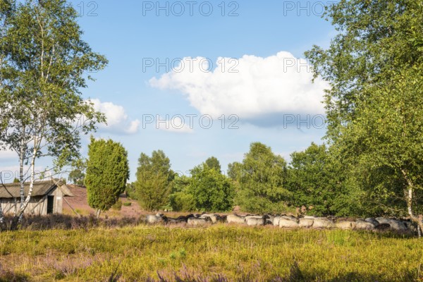 Bell heather (Ovis gmelini aries), also known as Lüneburger Heidschnucken, herd in heath landscape, blue sky, white clouds, purple flowering heather, heather (Calluna vulgaris), common juniper (Juniperus communis), also known as heath juniper, sand birch (Betula alba, syn.Betula verrucosa, Betula pendula), also known as silver birch, apiary, beehive with thatched roof, hike from Niederhaverbeck to Wilseder Berg, nature reserve, Lüneburg Heath nature park Park, Lower Saxony, Germany