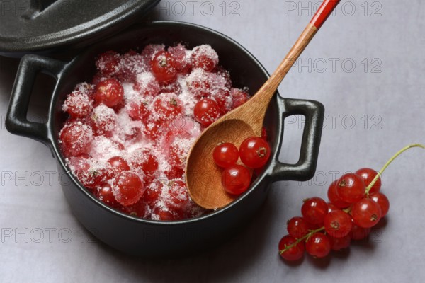 Redcurrants with sugar in pots, Ribes rubrum