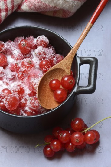 Redcurrants with sugar in pots, Ribes rubrum