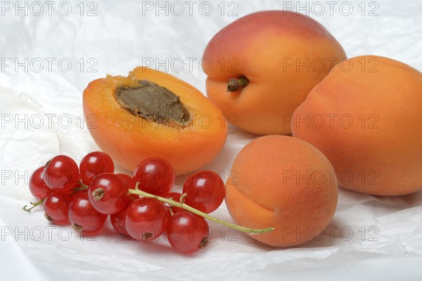 Apricots and redcurrants, Prunus armeniaca and Ribes rubrum