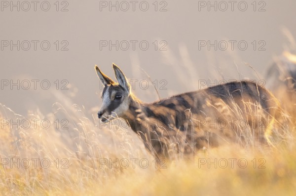 Chamois (Rupicapra rupicapra) youngster on a meadow in the Vosges Mountains, wildlife, France