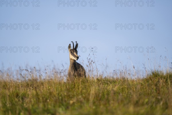 Chamois (Rupicapra rupicapra) on a meadow in the Vosges Mountains, wildlife, France