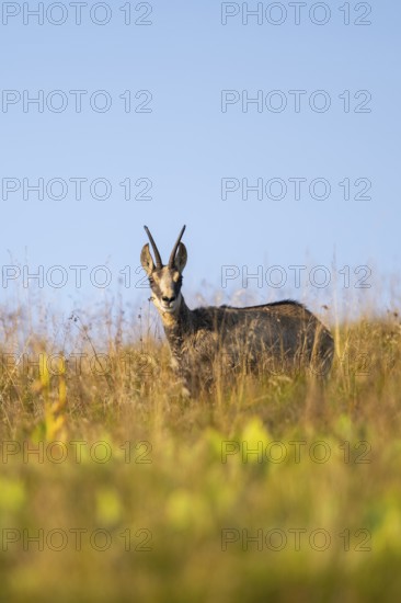 Chamois (Rupicapra rupicapra) on a meadow in the Vosges Mountains, wildlife, France