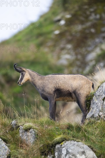 Chamois (Rupicapra rupicapra) on a mountain cliff in the Vosges Mountains, wildlife, France