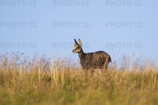 Chamois (Rupicapra rupicapra) youngster on a meadow in the Vosges Mountains, wildlife, France