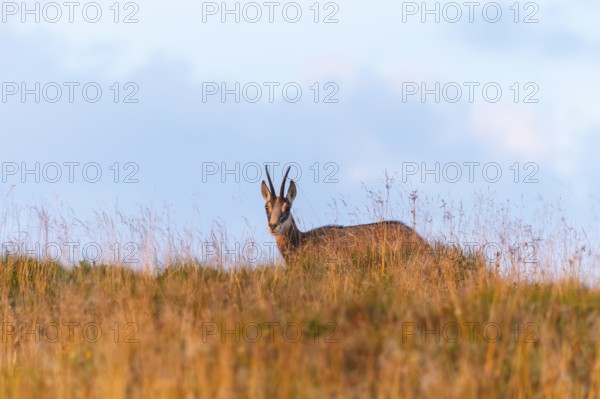 Chamois (Rupicapra rupicapra) on a meadow in the Vosges Mountains, wildlife, France