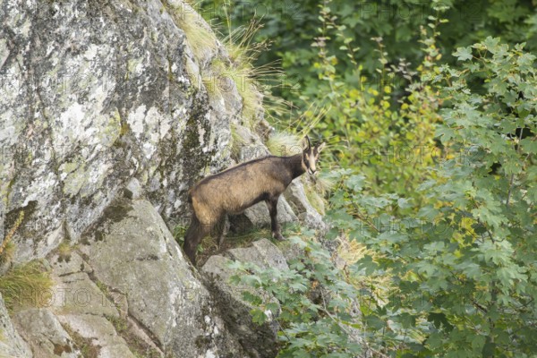 Chamois (Rupicapra rupicapra) on a mountain cliff in the Vosges Mountains, wildlife, France