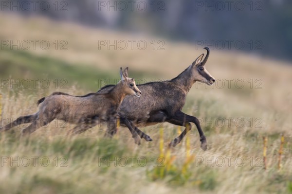 Chamois (Rupicapra rupicapra) mother with her youngster on a meadow in the Vosges Mountains, wildlife, France